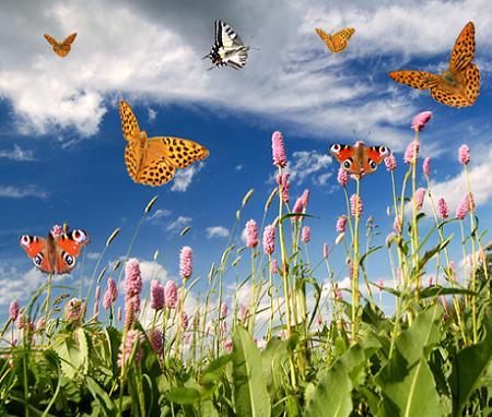 Mariposas de TeleAdhesivos